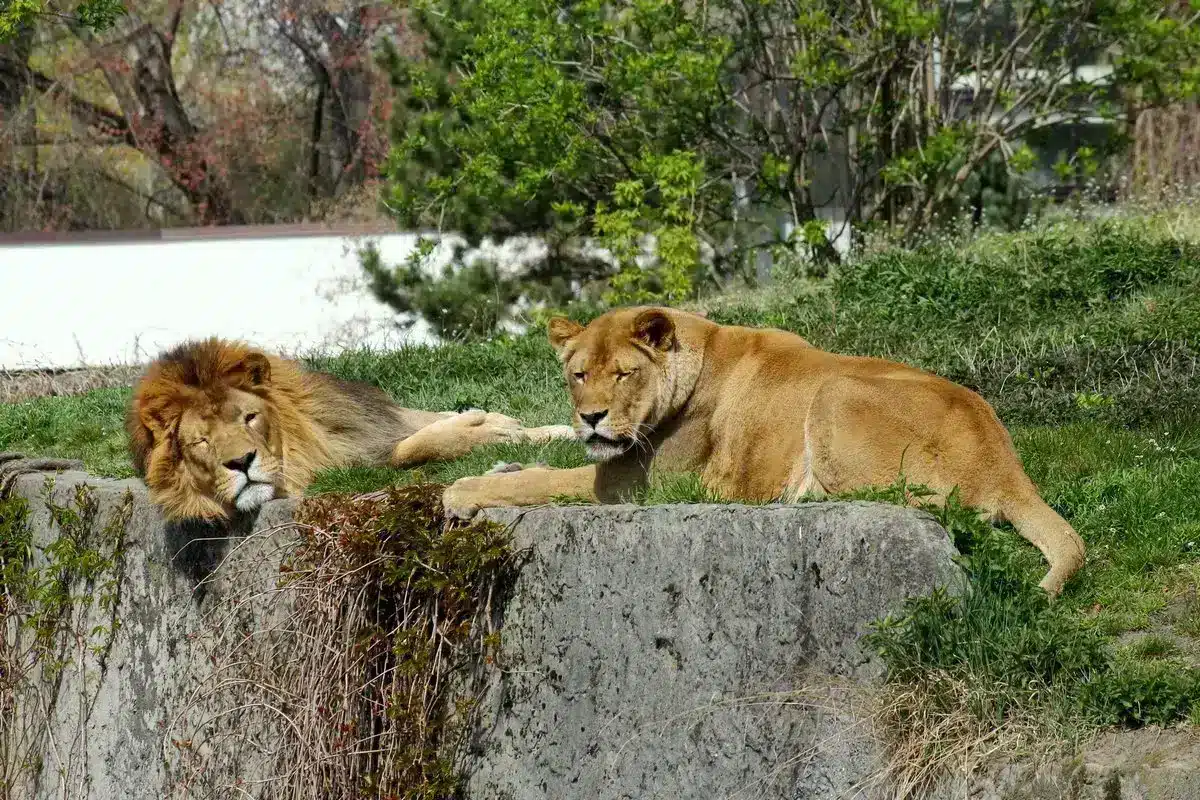 Warszawskie ZOO - lwy
