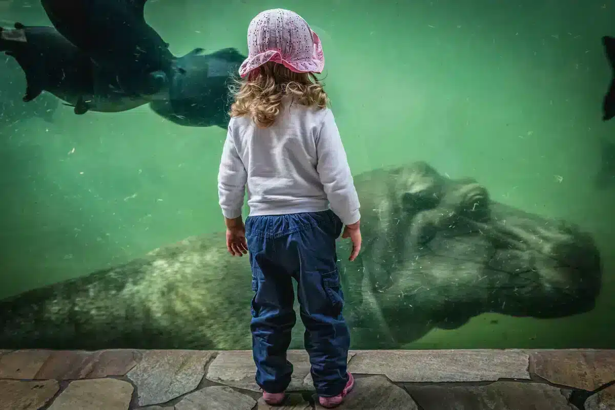 Warszawskie Zoo - Hipopotarium