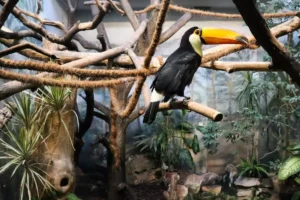Warszawskie Zoo - Tukan Ptaszarnia