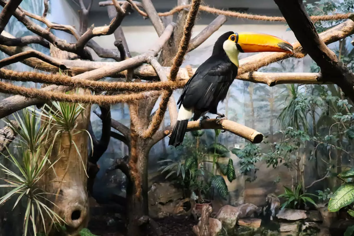 Warszawskie Zoo - Tukan, Ptaszarnia