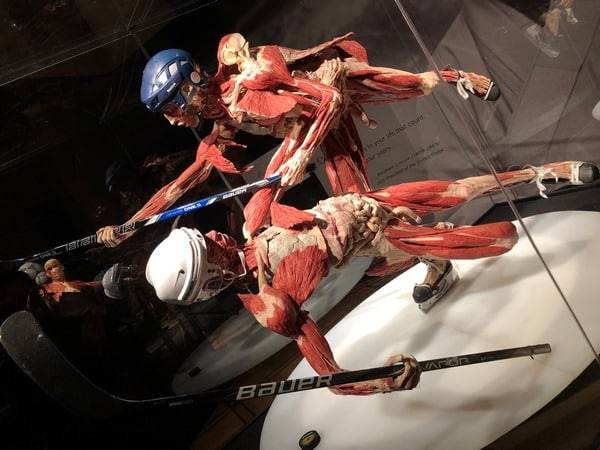 wystawa body worlds polska