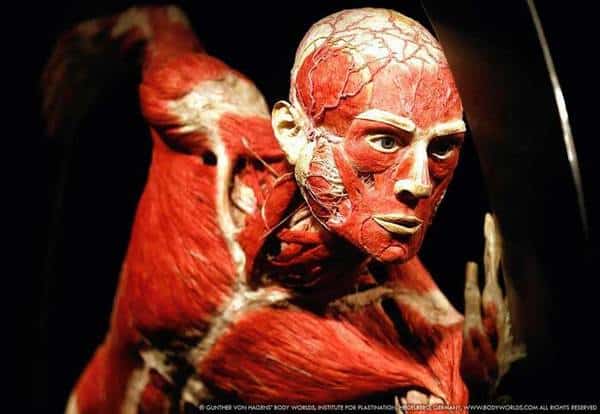 wystawa body worlds warszawa