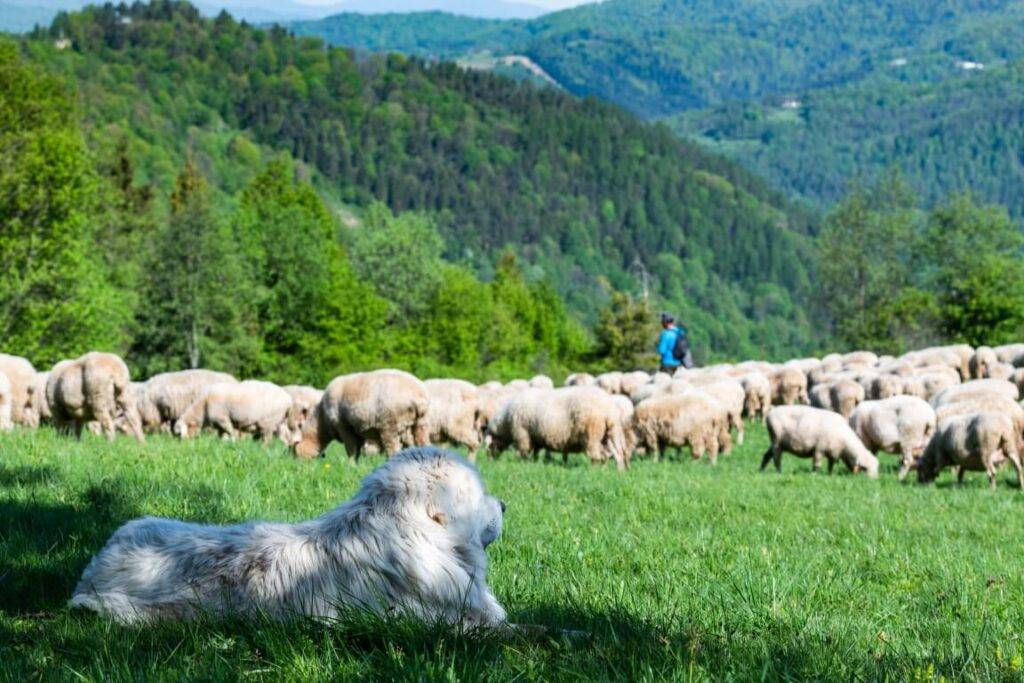 Festiwal Dziewięćsił - Beskidy