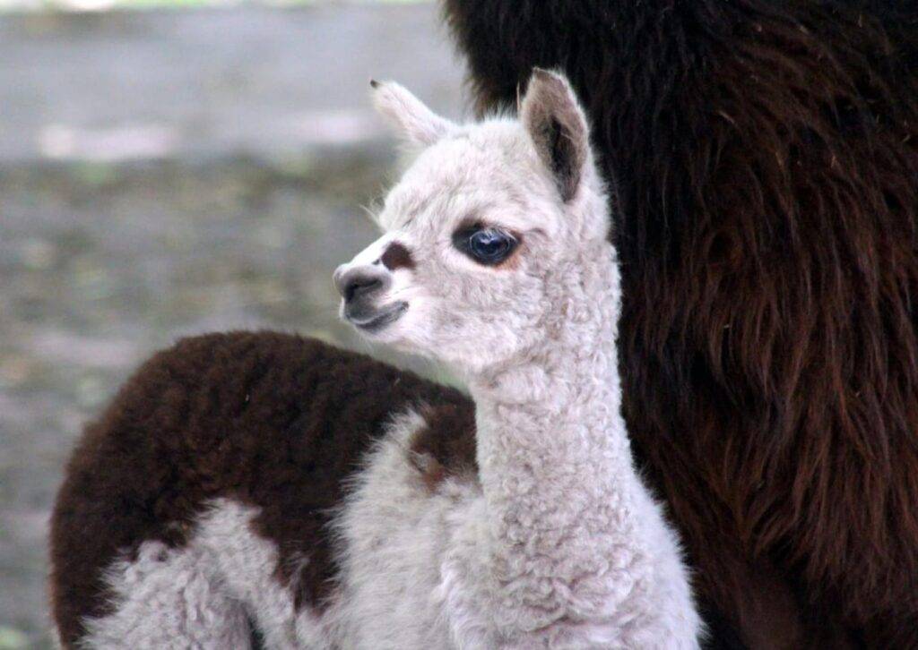 Nowy członek stada alpak w Warszawskim Zoo Alpaka Rico, fot. Warszawskie ZOO
