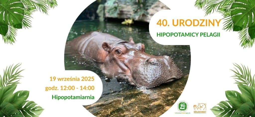 40. urodziny Pelagii – najstarszego hipopotama w Polsce! 40. urodziny Pelagii – najstarszego hipopotama w Polsce! wydarzenia Warszawa