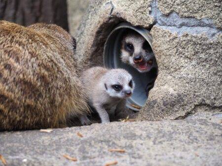 Nowi mieszkańcy Warszawskiego ZOO – na świat przyszły urocze surykatki! Małe surykatki w warszawskim zoo, fot. Marta Tomczyk, Zoo Warszawa