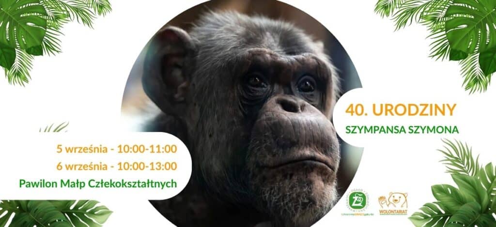 Wielka impreza w Warszawskim Zoo – szympans Szymon obchodzi 40. urodziny