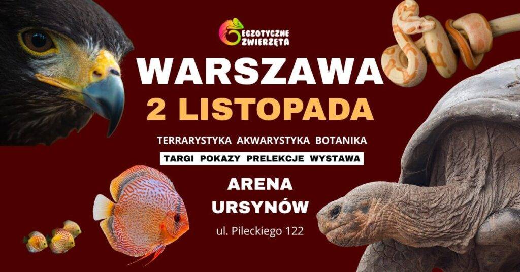 Wystawa „Egzotyczne Zwierzęta” w Warszawie – już 2 listopada w Arenie Ursynów! Egzotyczne Zwierzęta - wydarzenia Warszawa