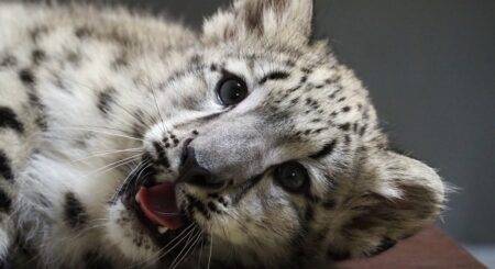 Młody irbis śnieżny z Warszawskiego ZOO wyrusza w świat Irbis śnieżny Pamir, fot. Marta Tomczyk - Warszawskie ZOO