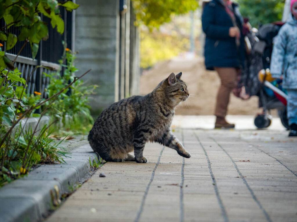 Warszawa będzie dalej dokarmiać koty wolno żyjące – podpisano nową umowę Warszawa będzie dalej dokarmiać koty wolno żyjące