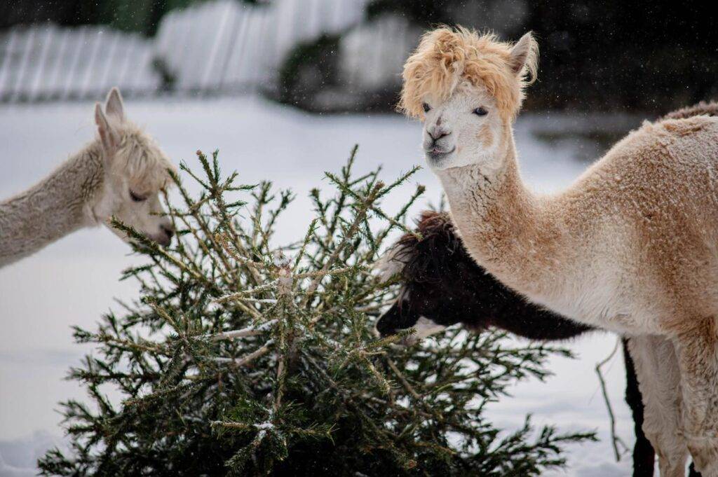 Autor: Iwona Stepajtis, Warszawskie Zoo