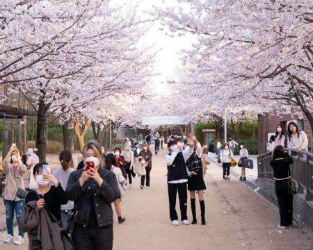 Kwitnienie wiśni w Japonii – hanami