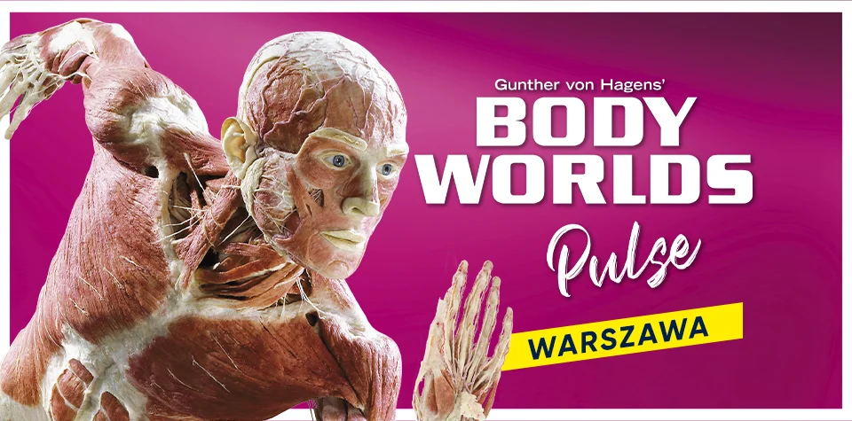 BODY WORLDS PULSE – Warszawa Body Worlds Pulse Warszawa