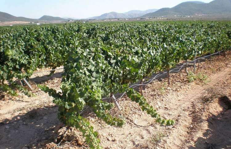 Gewürztraminer