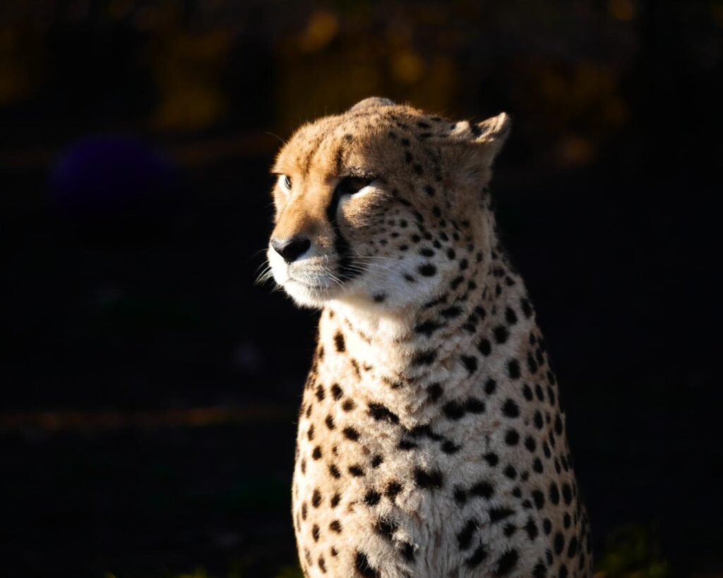 Warszawskie ZOO otwiera powiększony wybieg dla gepardów gepard grzywiasty Iga Kupiec